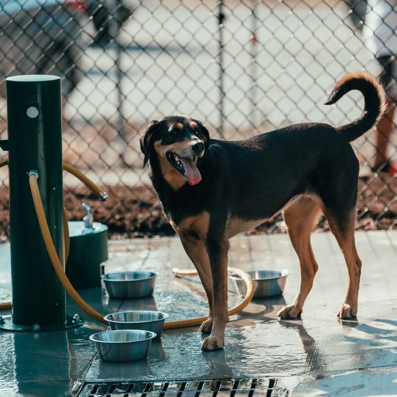 Rail Tail Dog Park