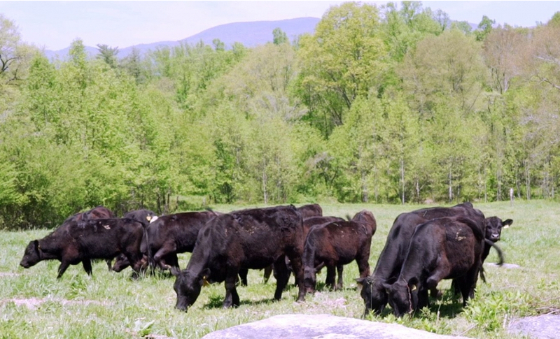 Hickory Nut Gap Meats