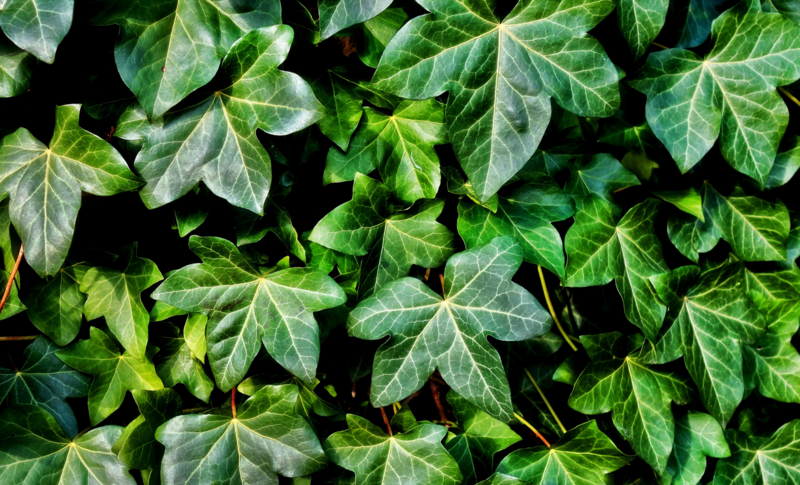 Invasive Species Walk